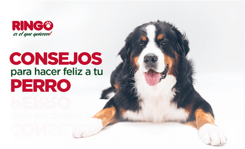 ¿Quieres hacer feliz a tu perro? Te damos algunos consejos para fortalecer el vínculo con tu mejor amigo.